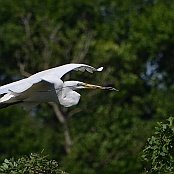 Great Egrett, Smith Oaks Sanctuary, High Island, Texas